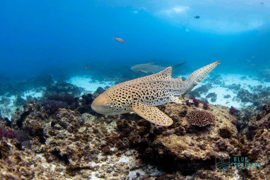 Gold Coast: Snorkel with Turtles - Key points to know before you book