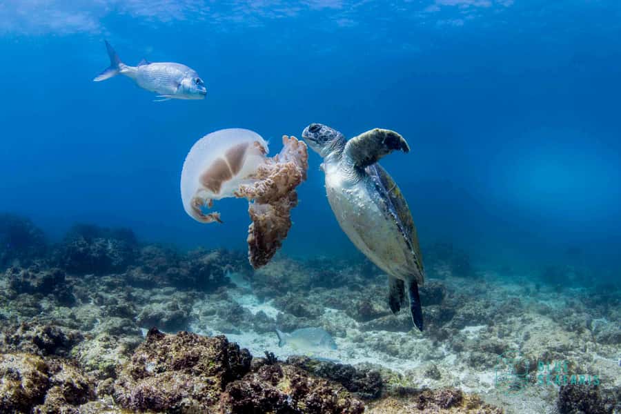 Gold Coast: Snorkel with Turtles - From Fingal Head to Cook Island in 30 minutes