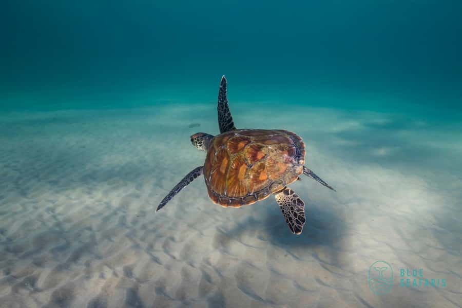 Gold Coast: Snorkel with Turtles - Why the marine biologist guide matters