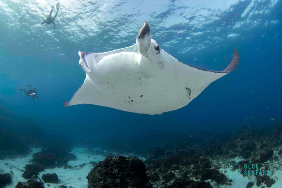 Gold Coast: Snorkel with Turtles - Visibility, weather, and the limits of wildlife trips