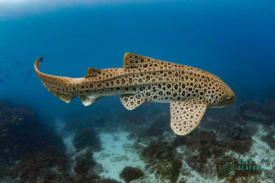 Gold Coast: Snorkel with Turtles - Time zones, age limits, and who should skip it