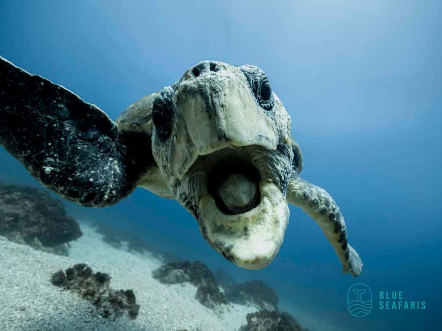 Gold Coast: Snorkel with Turtles - What the 90-minute water session feels like