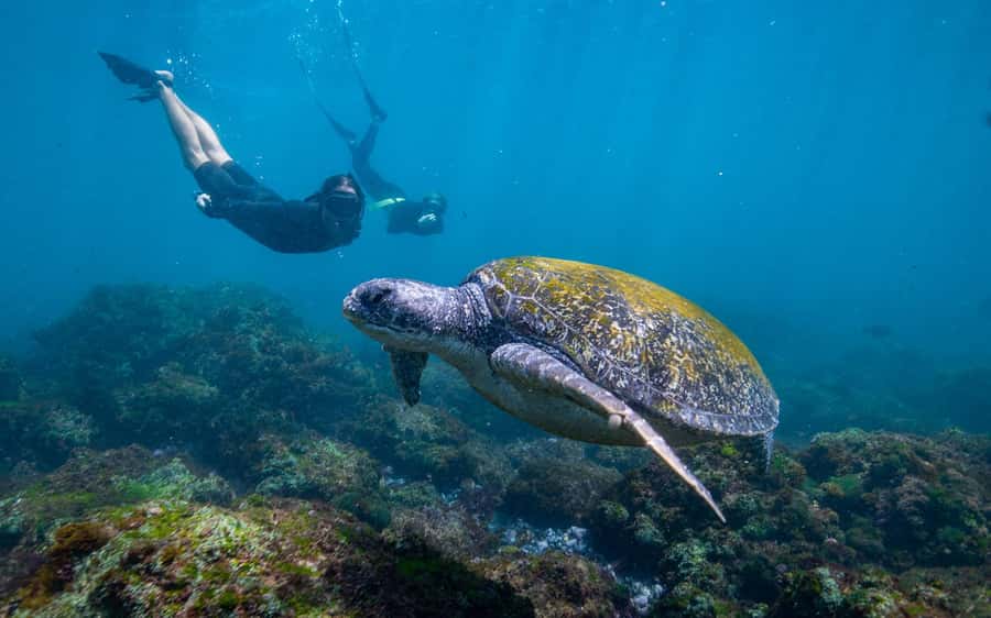 Gold Coast: Snorkeling with Turtles Half-Day Tour - Key points to know before booking