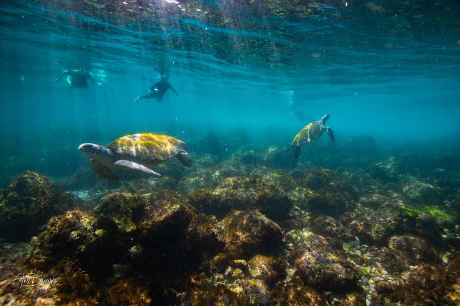 Gold Coast: Snorkeling with Turtles Half-Day Tour - From Chinderah Bay Drive to the Pacific Ocean