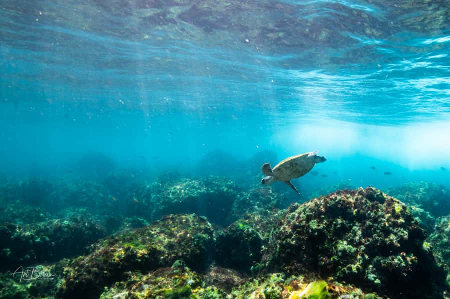 Gold Coast: Snorkeling with Turtles Half-Day Tour - Cook Island Aquatic Reserve and the turtle encounter