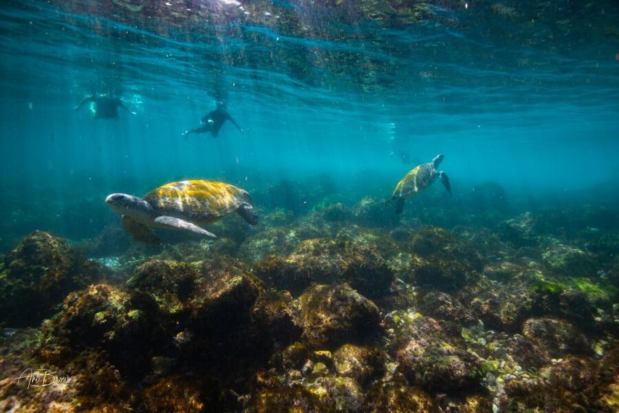 Gold Coast: Snorkeling with Turtles Half-Day Tour - Why the 90-minute water session matters