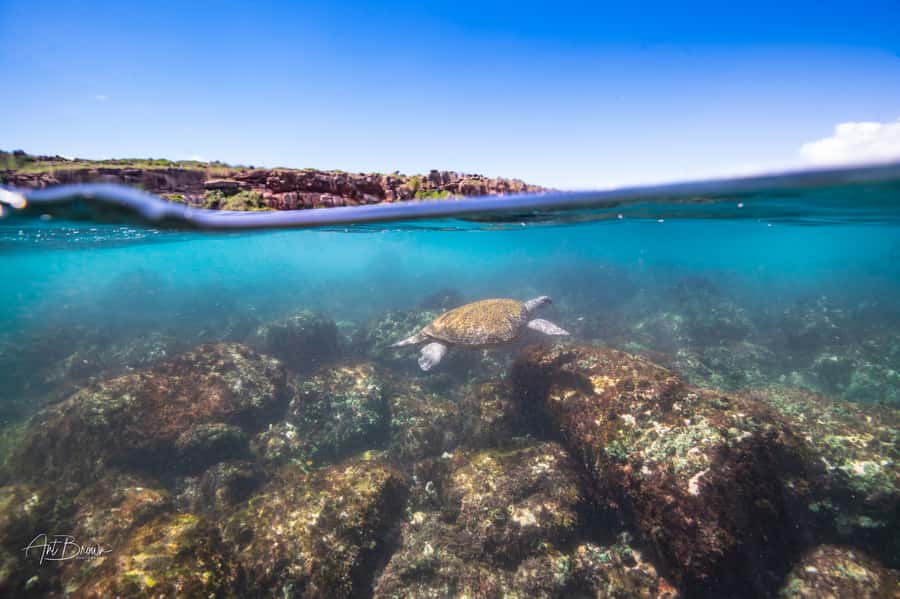 Gold Coast: Snorkeling with Turtles Half-Day Tour - Fresh fruit and the ride back