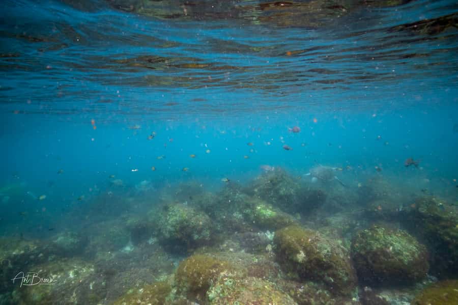 Gold Coast: Snorkeling with Turtles Half-Day Tour - Is $105 good value?