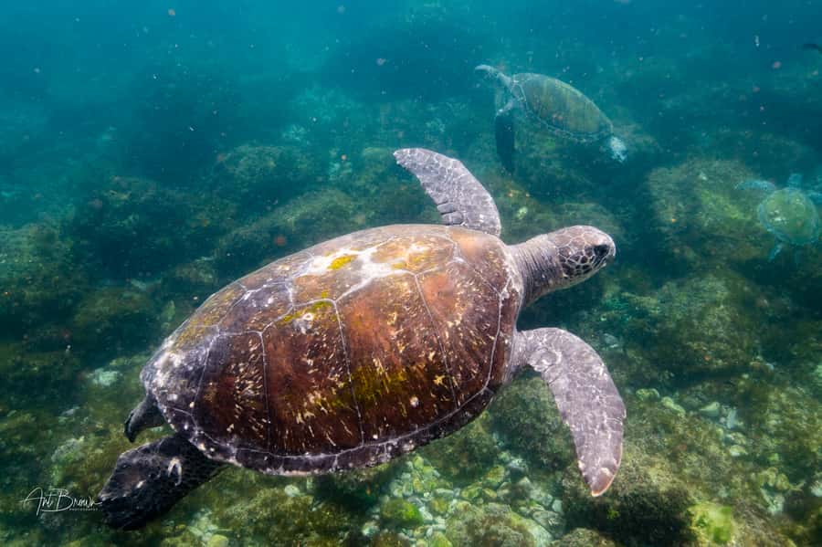 Gold Coast: Snorkeling with Turtles Half-Day Tour - Who will enjoy this tour most?