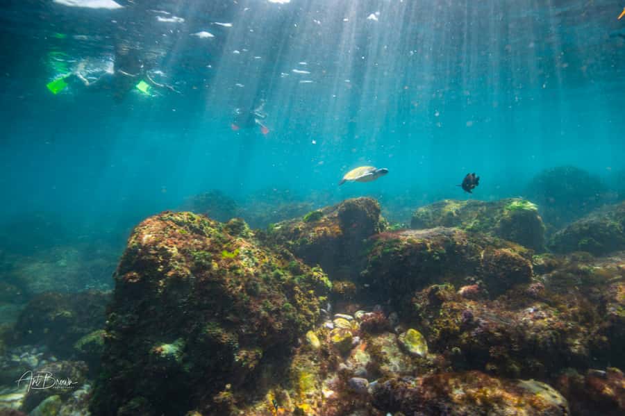 Gold Coast: Snorkeling with Turtles Half-Day Tour - Useful preparation for the morning