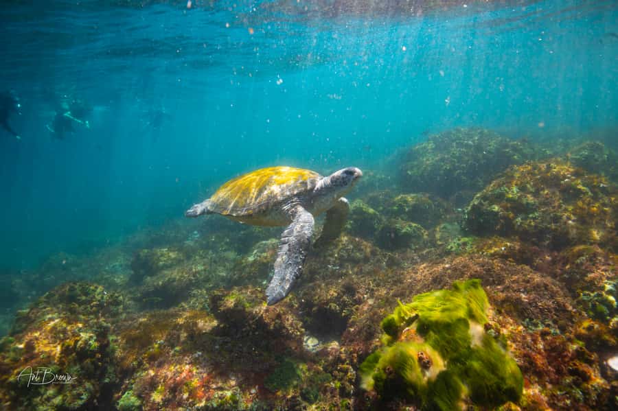 Gold Coast: Snorkeling with Turtles Half-Day Tour - A 20-minute ride with wildlife on the way