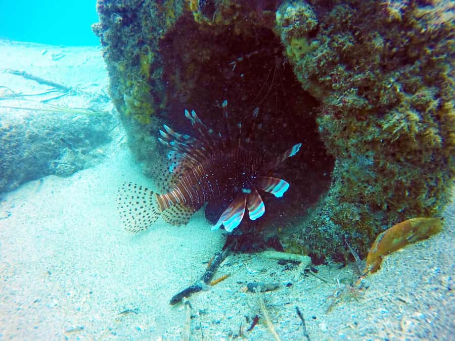 Gold Coast: Snorkelling in Wave Break Island - Meeting the fish at Wave Break Island