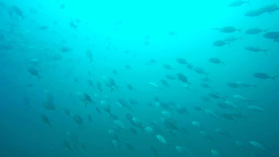 Gold Coast: Snorkelling in Wave Break Island - Photography, visibility, and weather