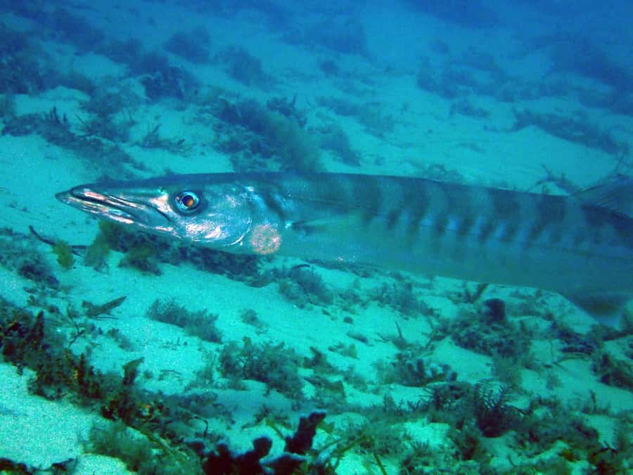 Gold Coast: Snorkelling in Wave Break Island - Beach time and the return trip
