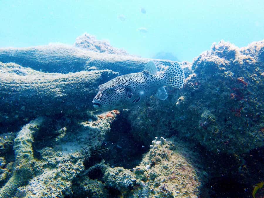 Gold Coast: Snorkelling in Wave Break Island - Is $55 good value?