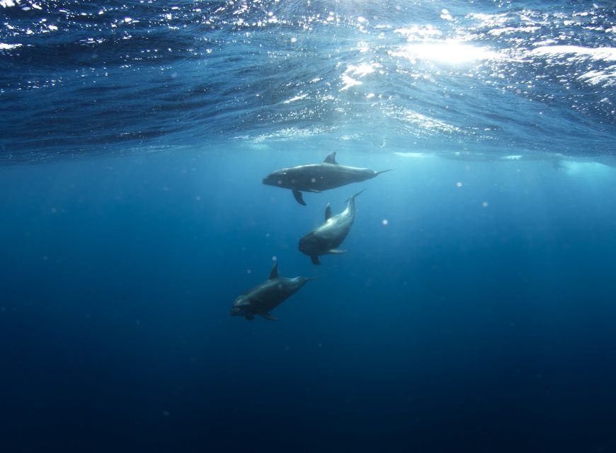 Golfo Aranci: Dolphin Watching and Snorkeling Boat Tour - Key points at a glance