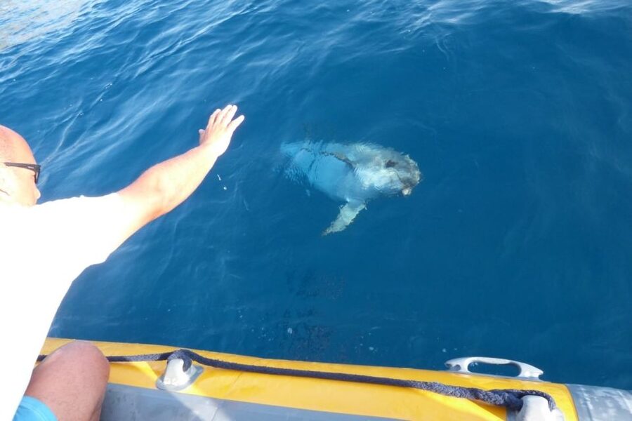 Golfo Aranci: Dolphin Watching and Snorkeling Boat Tour - How the crew shapes the experience