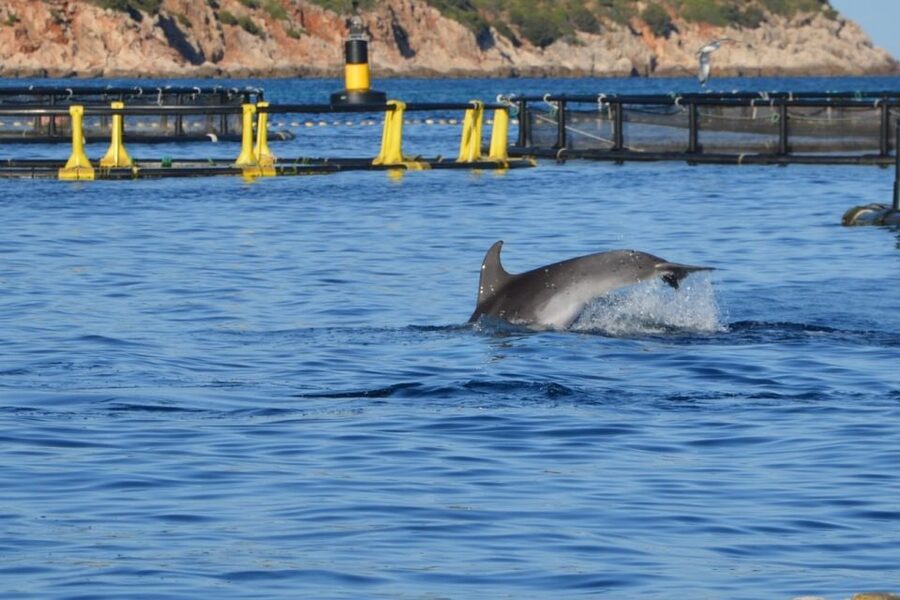 Golfo Aranci: Dolphin Watching and Snorkeling Boat Tour - Who should book this boat trip?