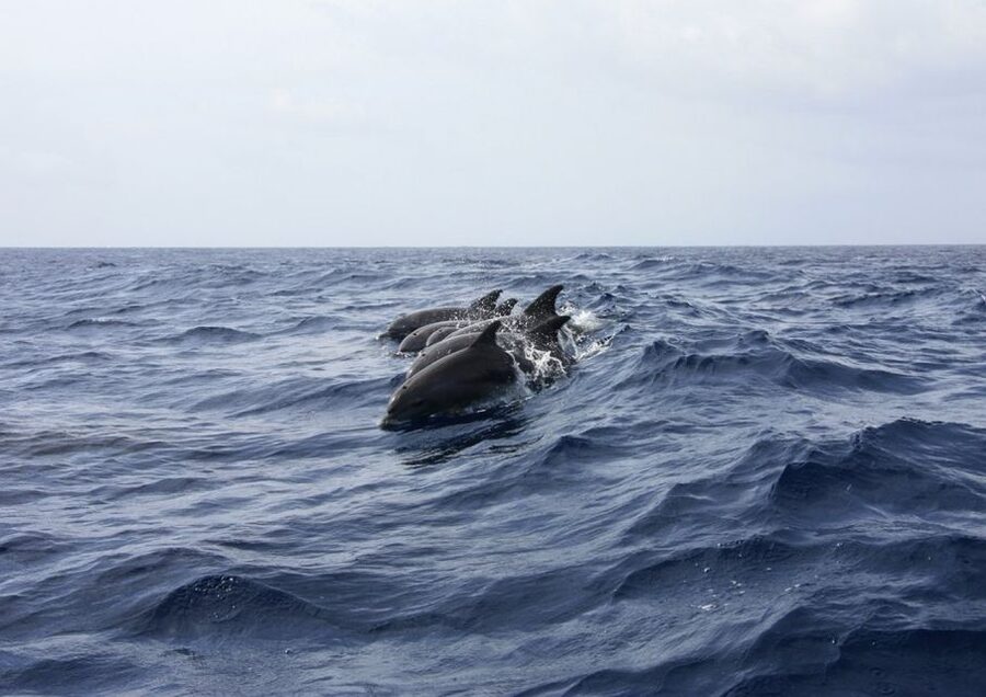 Golfo Aranci: Tavolara and Molara Snorkeling Dinghy Tour - How much value do you get for $82?