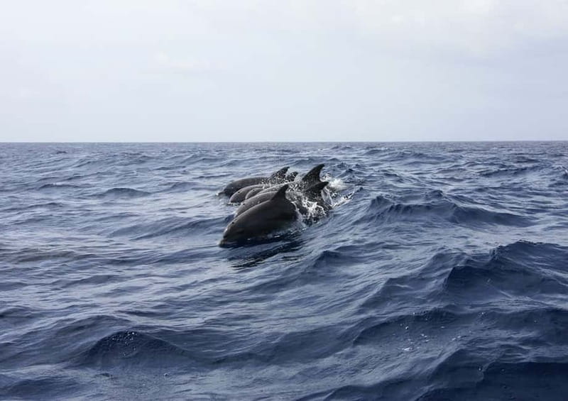Golfo Aranci: Tavolara and Molara Snorkeling Dinghy Tour - Who should book this snorkeling trip?