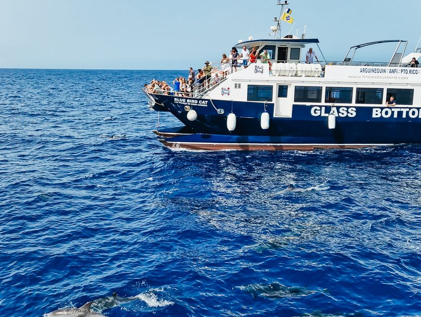 Gran Canaria: Catamaran Dolphin Watch Cruise with Snorkeling - Key points to know before booking
