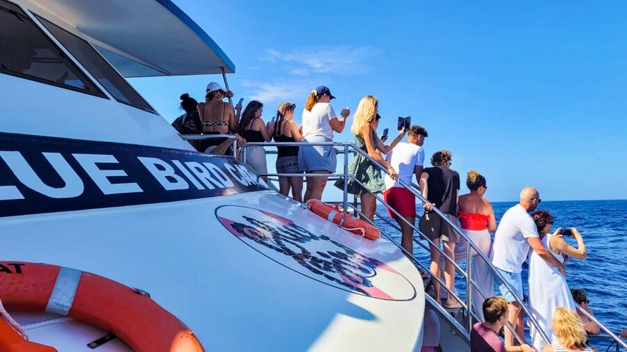 Gran Canaria: Catamaran Dolphin Watch Cruise with Snorkeling - Who will enjoy this cruise most