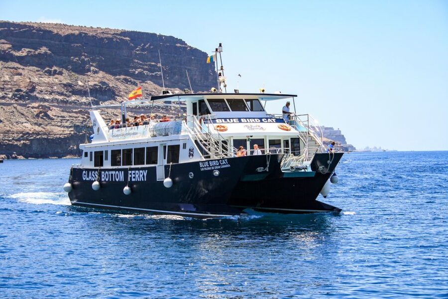 Gran Canaria: Catamaran Dolphin Watch Cruise with Snorkeling - Two hours looking for dolphins and whales