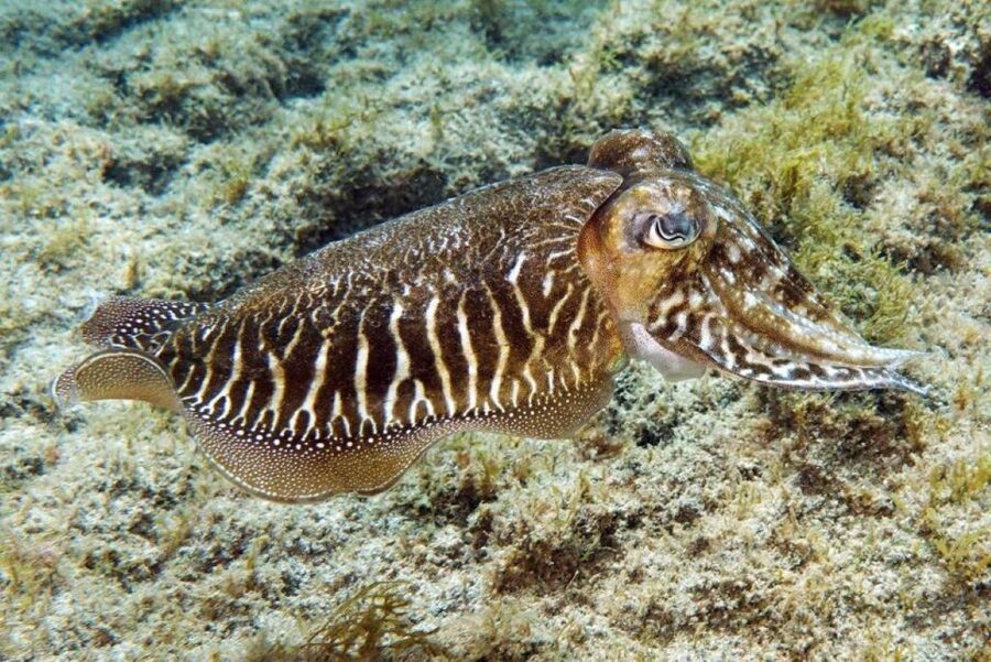 Gran Canaria: Snorkeling Trip - A guide who points out what you might miss