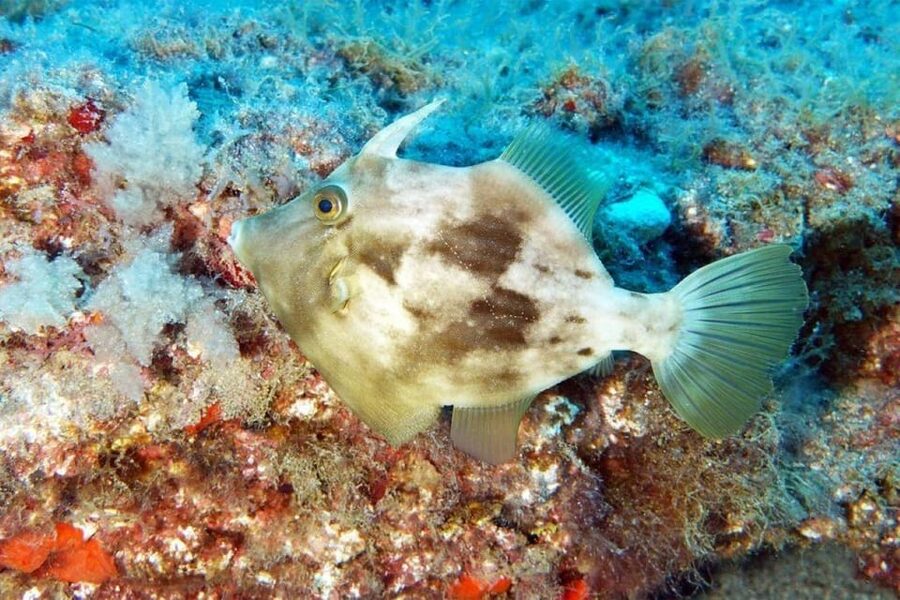 Gran Canaria: Snorkeling Trip - Who should book this snorkeling trip?