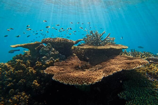 Great Barrier Reef Small Group Snorkelling Adventure - Lunch, snacks, and drinks