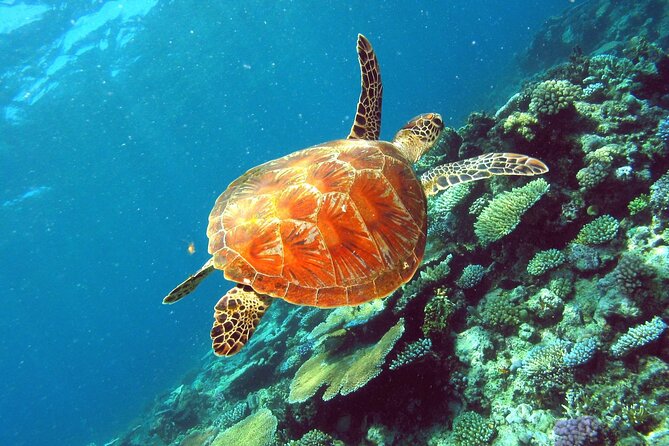 Great Barrier Reef Small Group Snorkelling Adventure - Is $185.77 good value?