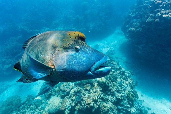 Great Barrier Reef Snorkeling and Diving Cruise from Cairns - Barbecue lunch with a view