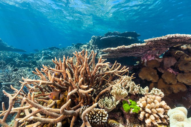 Great Barrier Reef Snorkeling and Diving Cruise from Cairns - Hastings Reef and the second water session