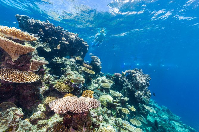 Great Barrier Reef Snorkeling and Diving Cruise from Cairns - Price, value, and what you actually receive