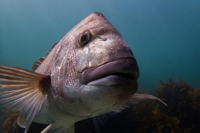 Guided Snorkel Experience, Advanced - Key points to know before booking