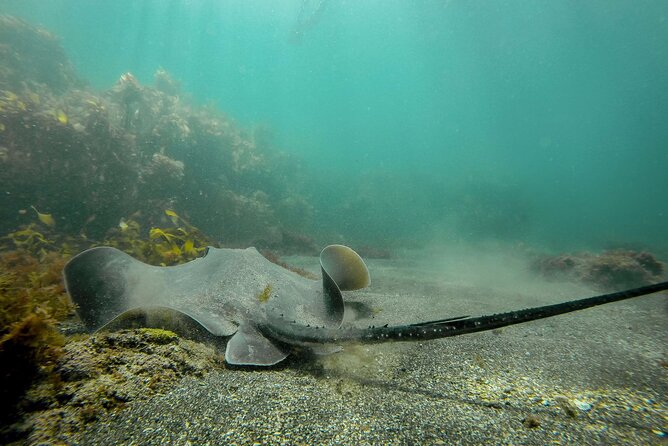 Guided Snorkel Experience, Advanced - Why Goat Island is a good place to improve