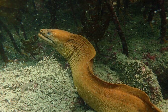 Guided Snorkel Experience, Advanced - Why the small group matters