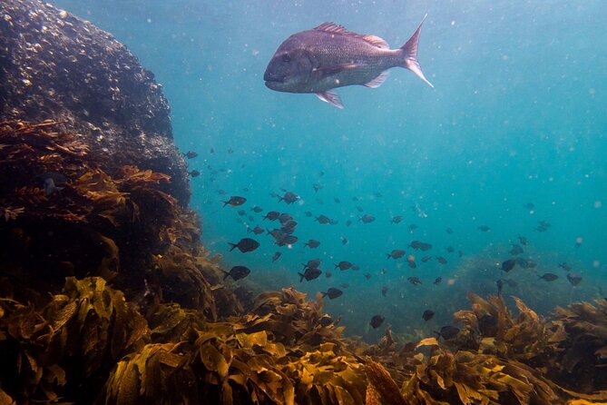 Guided Snorkel Experience, Advanced - The wetsuit makes cooler conditions possible