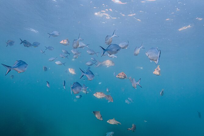 Guided Snorkel Experience, Advanced - Keeping the equipment adds real value