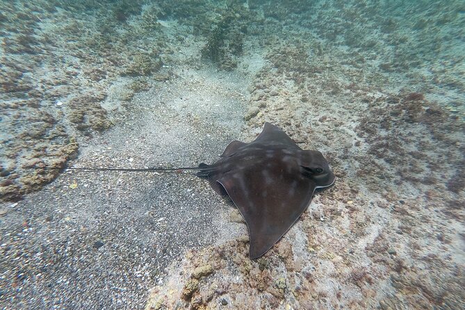 Guided Snorkel Experience, Advanced - Starting at the Goat Island Snorkel Center
