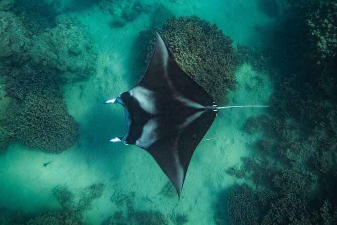 Half day Eco Snorkeling small group Tour in Bora Bora - A 9:00 a.m. start in Bora Bora