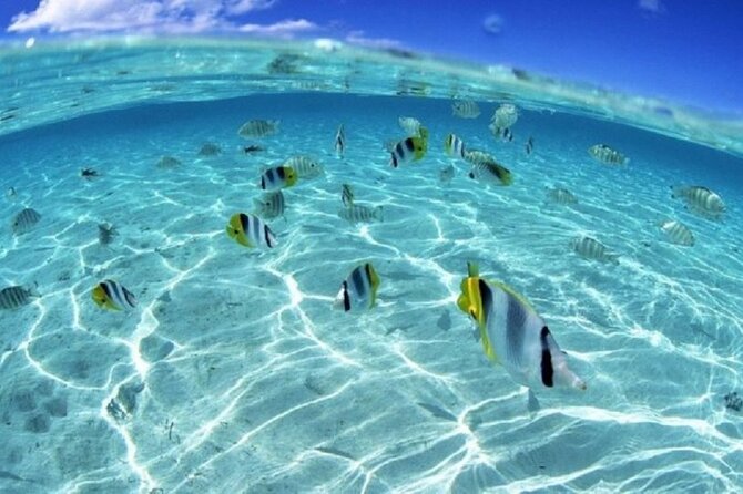 Half day Eco Snorkeling small group Tour in Bora Bora - Refreshments after time in the water