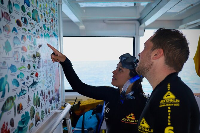 Half Day Great Barrier Reef Snorkeling Tour - What the snorkeling time feels like
