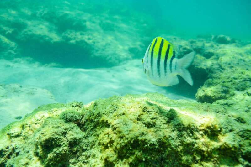 Half Day Guided Snorkel Tour in Los Cabos - How to Choose the Best Departure Time