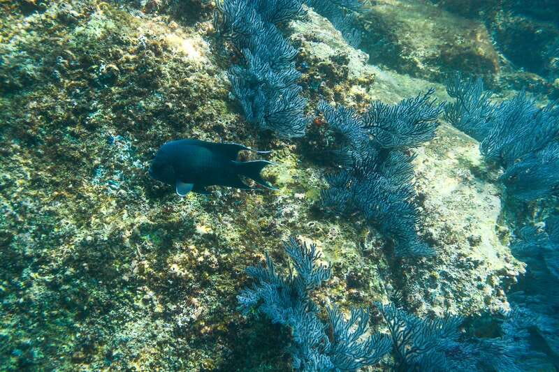 Half Day Guided Snorkel Tour in Los Cabos - Why Santa Maria and Chileno Bays Work So Well