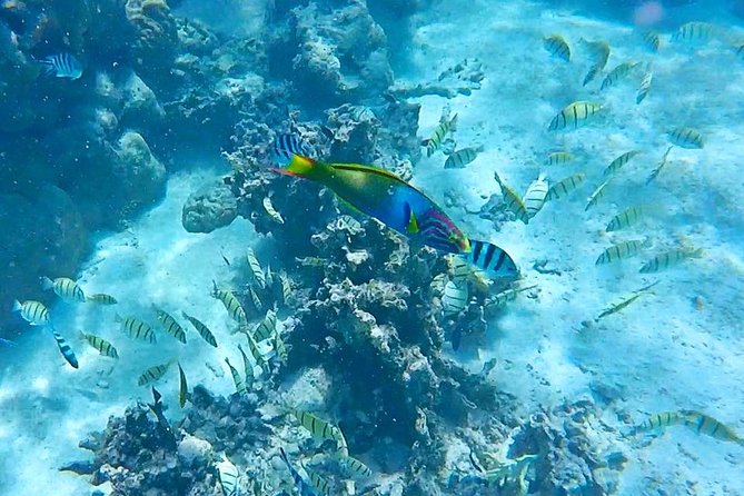 Half-Day Muri Lagoon BBQ Lunch Cruise including Snorkeling - The snorkeling stop in Rarotonga’s lagoon