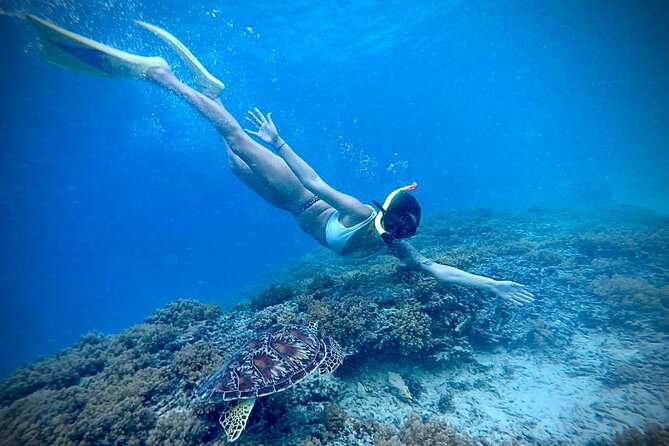 Half-Day Private Guided Snorkeling Turtles Underwater Statues - What is included, and where the value lies