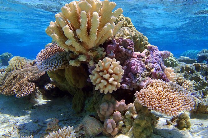 Half Day Private Lagoon Snorkeling Experience - The aquarium snorkeling stop and its coral gardens