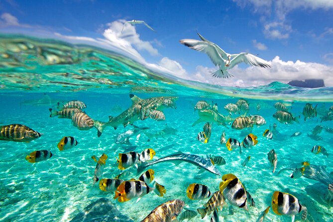 Half Day Private Lagoon Snorkeling Experience - Why the private format helps families