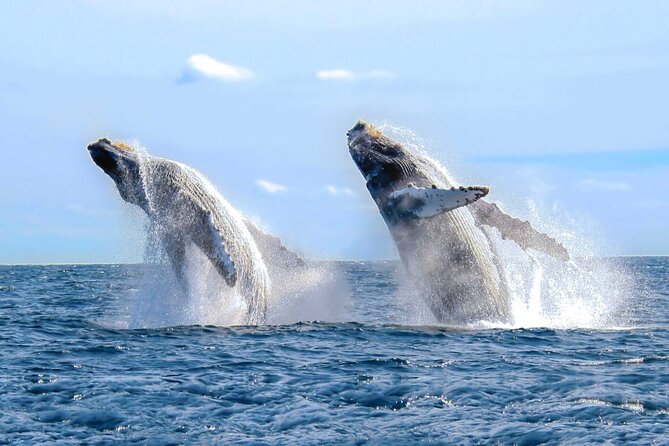 Half Day Private Sailing Cruise Puerto Vallarta with Snorkeling - What the $812.50 Charter Really Buys You